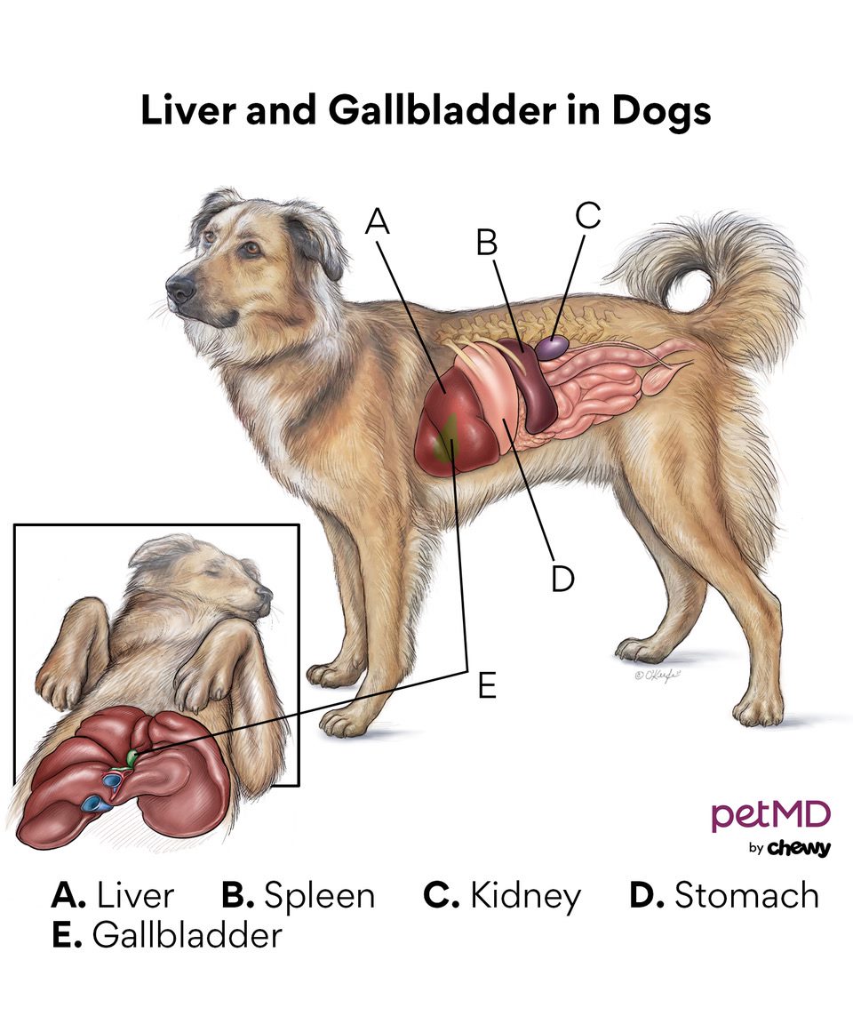 Dog 2024 gallbladder diet